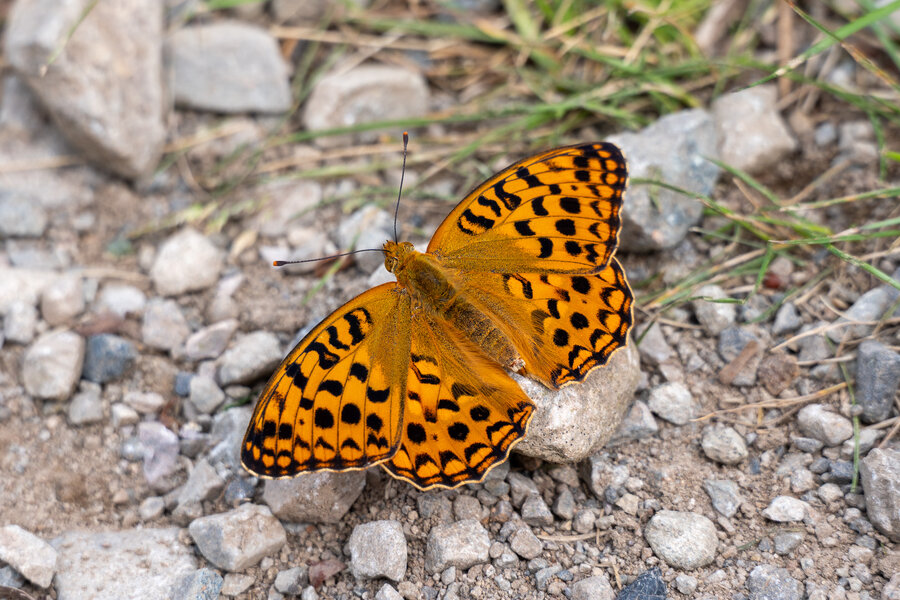 PANA5929.jpg