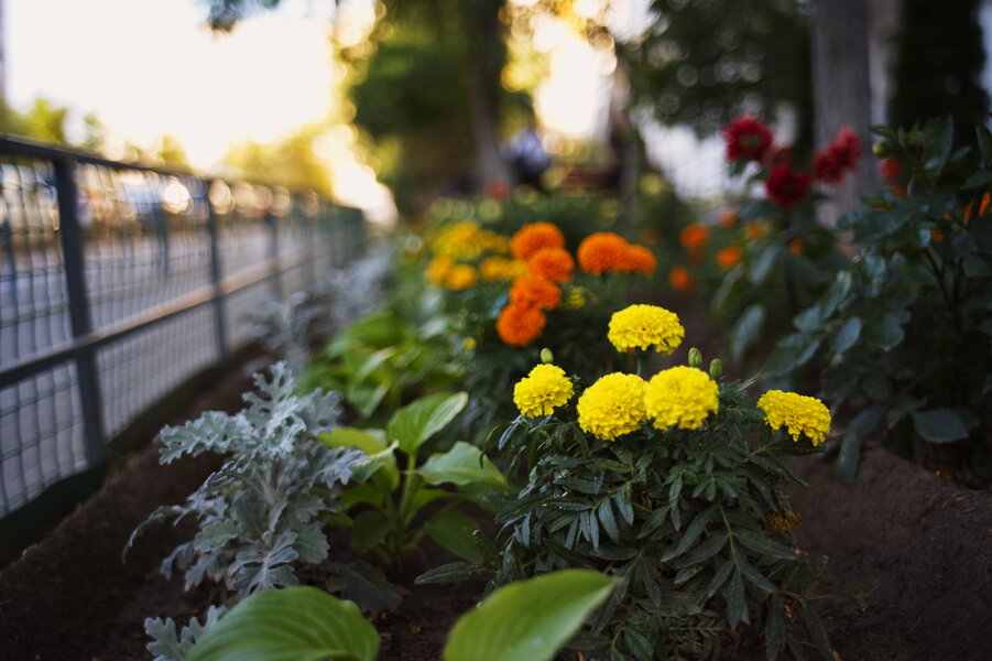 P1005479_1.jpg P1005479_1.jpg