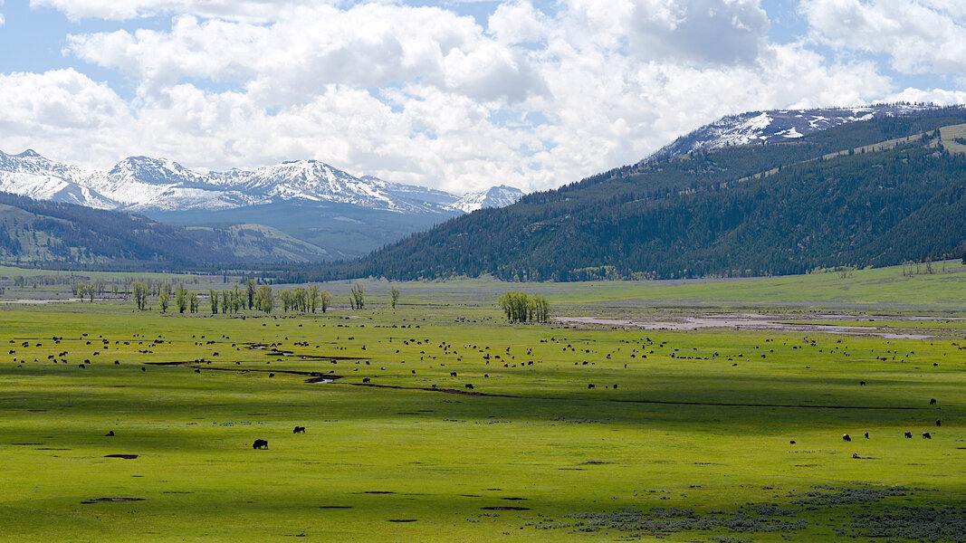 Bison-Lamar_Valley-M100-f8.jpg