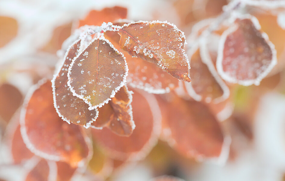 Frost-on-SBL--CV125.jpg