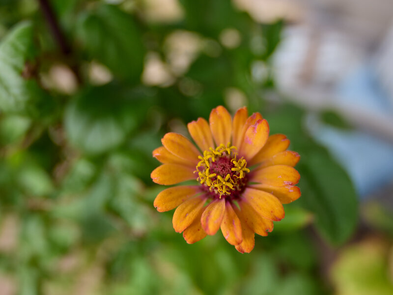 P1204298-X3.jpg