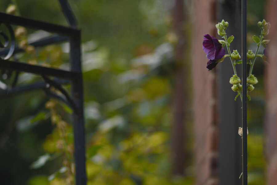Last Hollyhocks.jpg