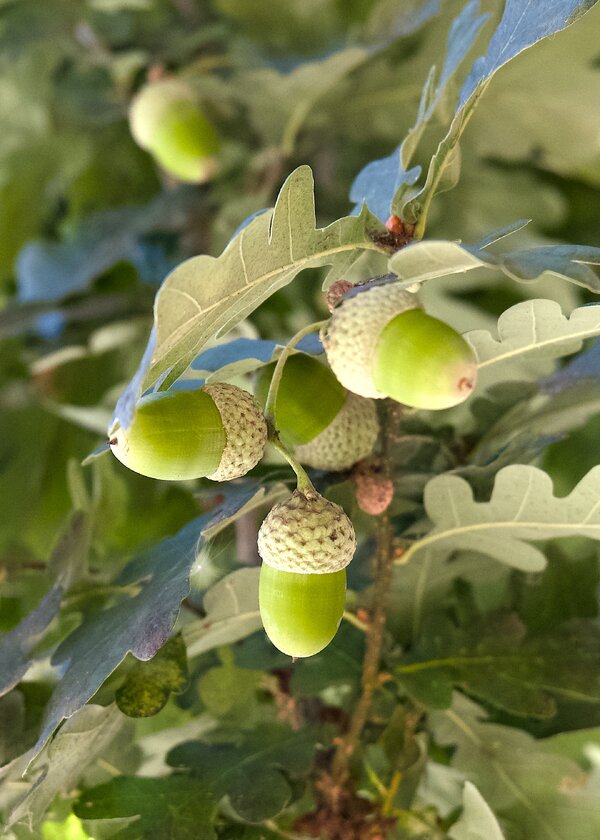th7_pjd_oak-acorns-7-pp1012673_h.jpg