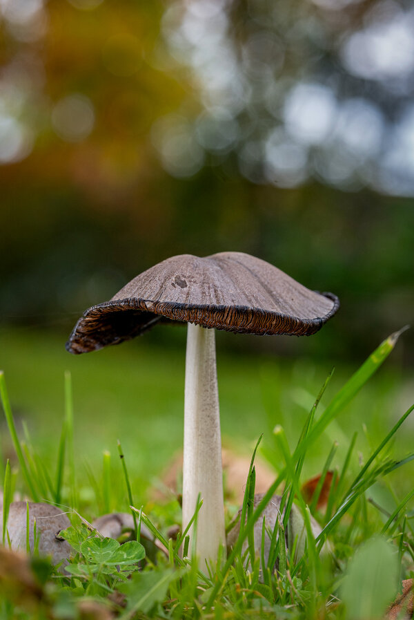 Sin título-1-seta-solitaria-3.jpg