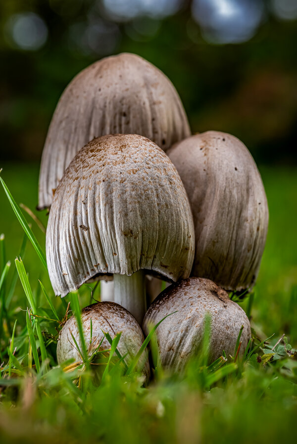 Sin título-1-setas family-3.jpg