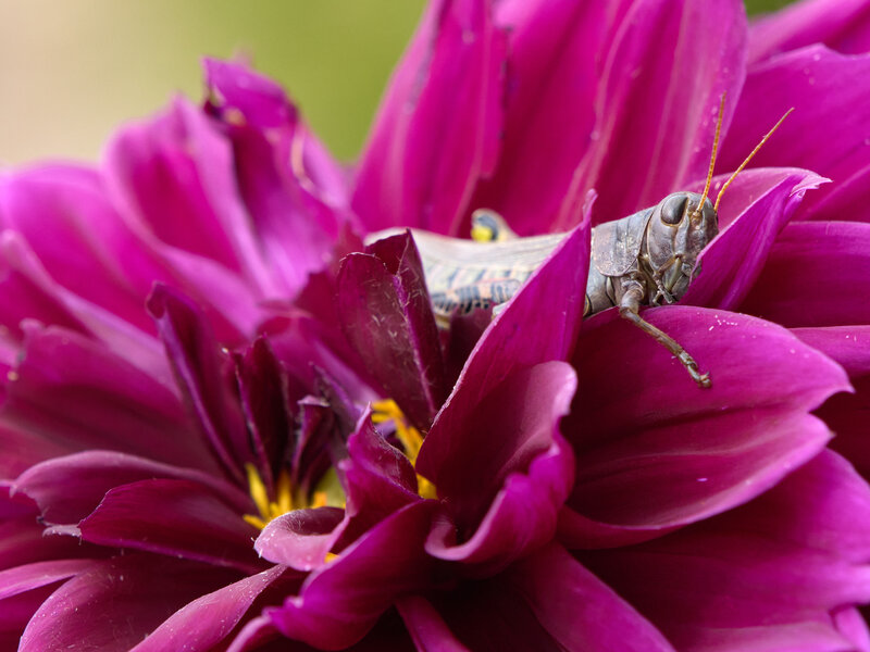 P1236423-X2.jpg