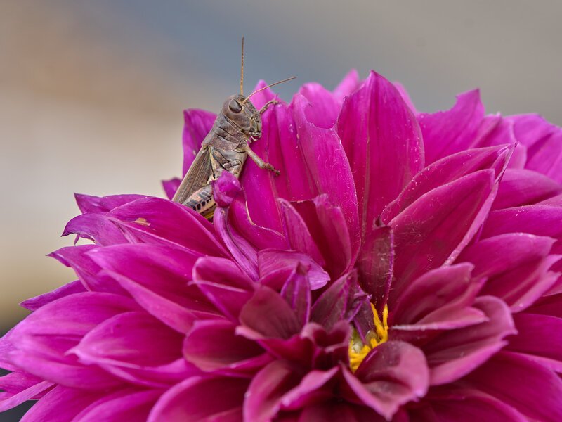 P1236411-X2.jpg