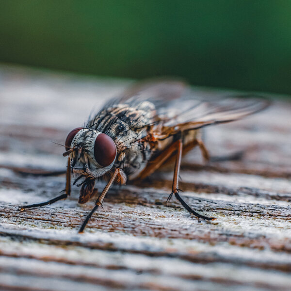 Sin título-1-the-fly (2).jpg