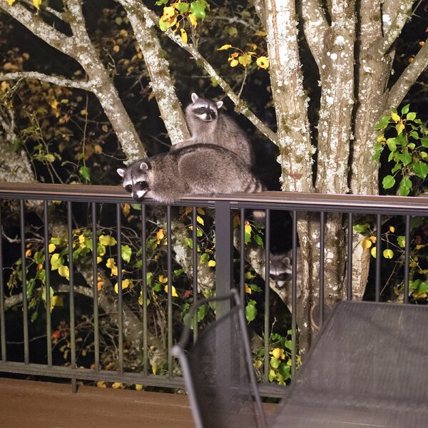 pjd-raccoons-portland-or-251109-p1012826_h.jpg