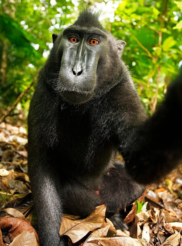 Macaca_nigra_self-portrait_full_body.jpg