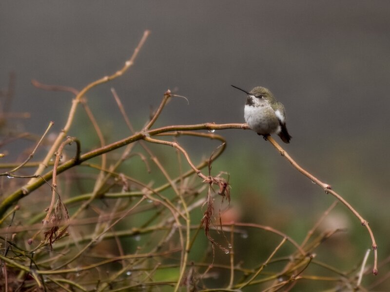 pjd_hummingbird-annas-misty-fog-portland-or-251123-p1012857_h.jpg