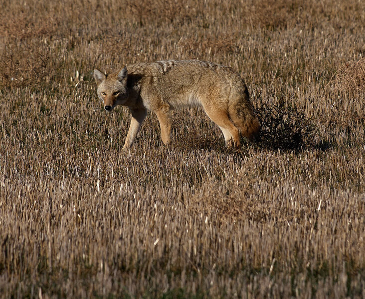 P1258686-X2.jpg P1258686-X2.jpg