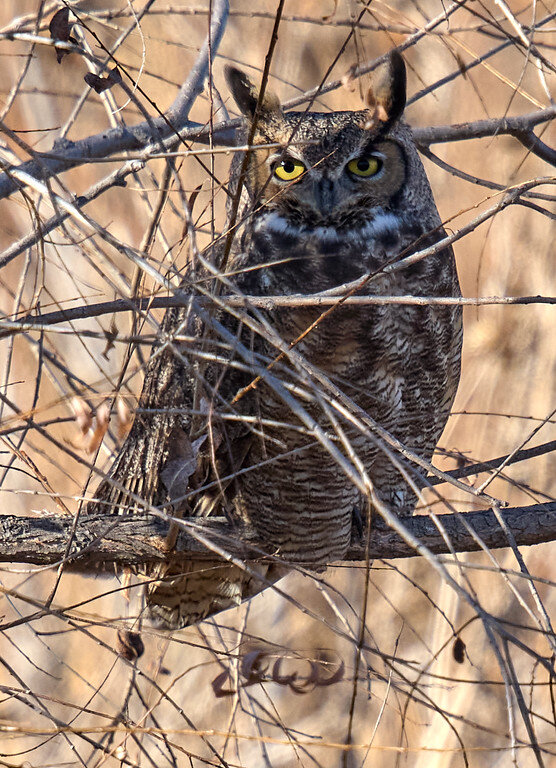 P1258803%203-XL.jpg P1258803%203-XL.jpg