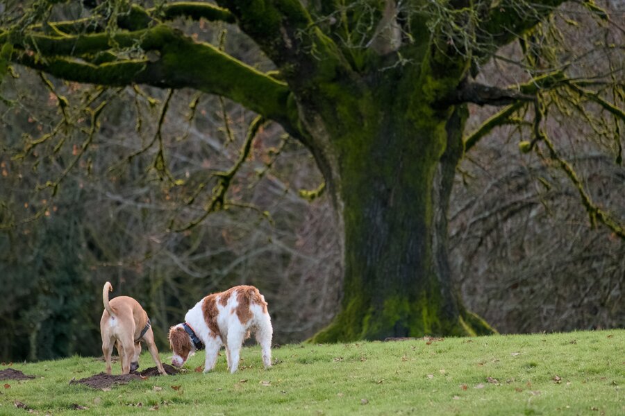 pjd-dogs-300mm-251207-p1002579_h.jpg pjd-dogs-300mm-251207-p1002579_h.jpg