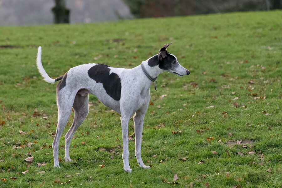 pjd-dog-300mm-251207-p1002593_h.jpg pjd-dog-300mm-251207-p1002593_h.jpg