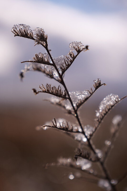 55009478022_30a2770d1a_c.jpg 55009478022_30a2770d1a_c.jpg