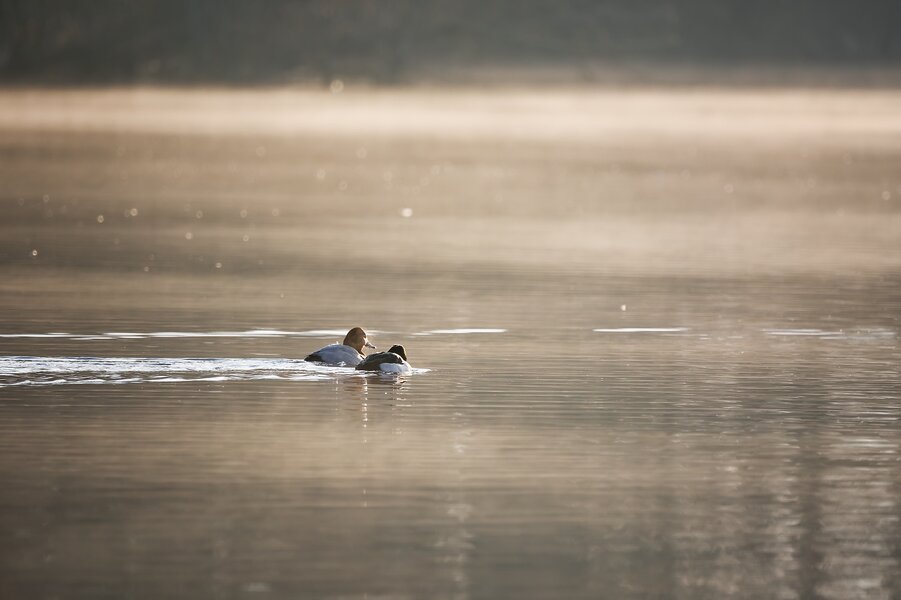 P1015109_Nik_kl.jpeg P1015109_Nik_kl.jpeg