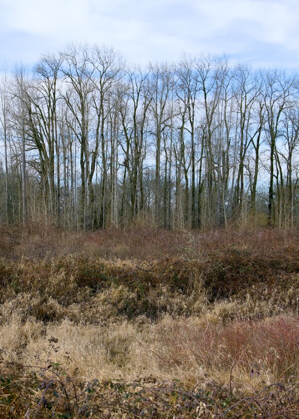 pjd_ridgefield-natl-wildlife-refuge-wa-trees-260205-p1002831_h.jpg