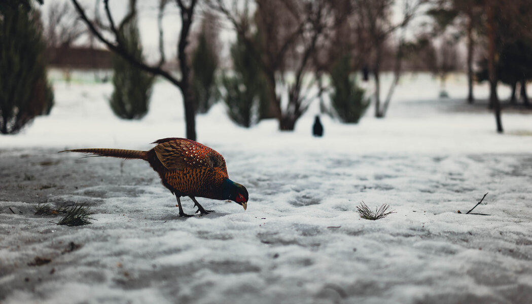 P1009265-4.jpg P1009265-4.jpg