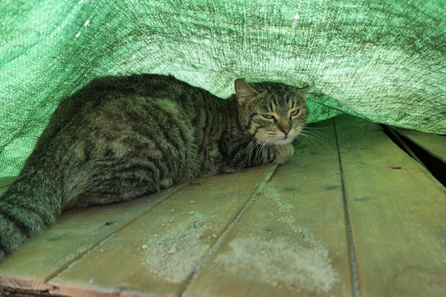 01012289 (Custom).JPG