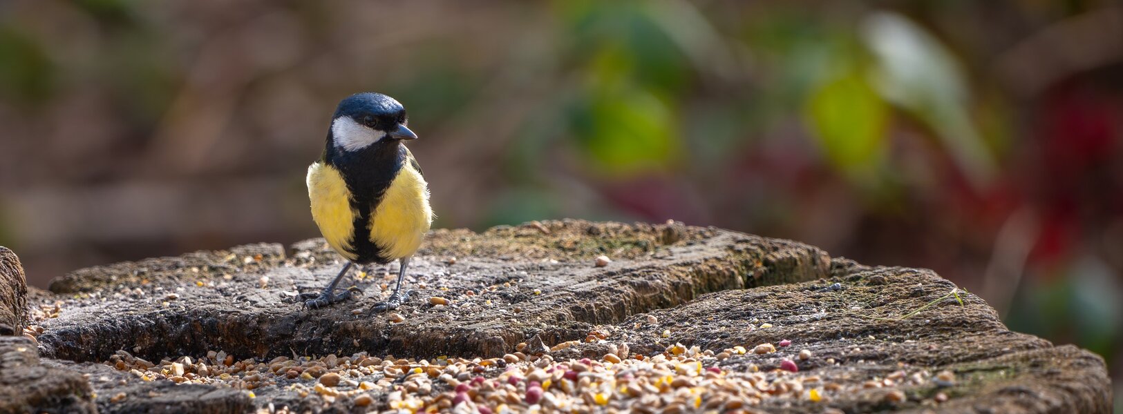 P1R29894_3000.jpg P1R29894_3000.jpg