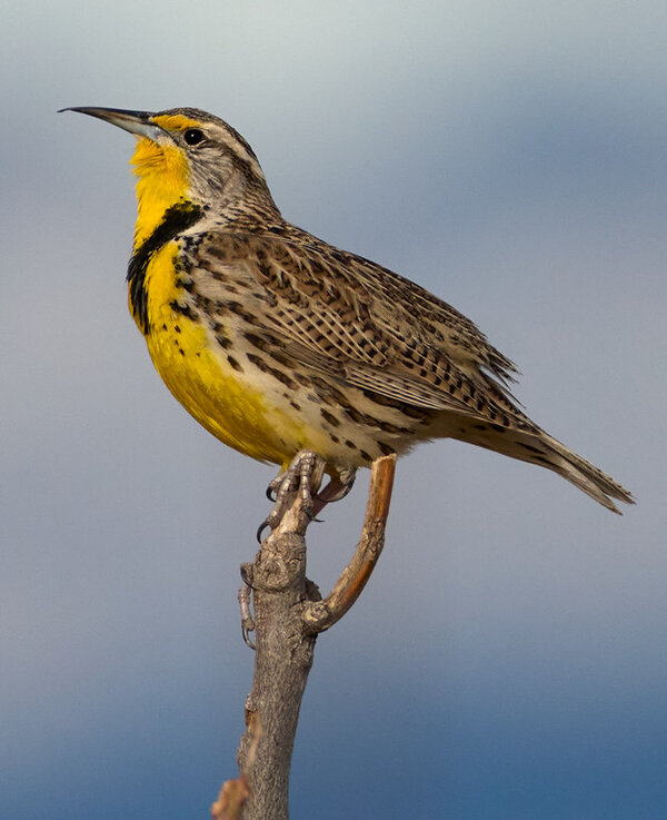 P1338520-XL.jpg P1338520-XL.jpg