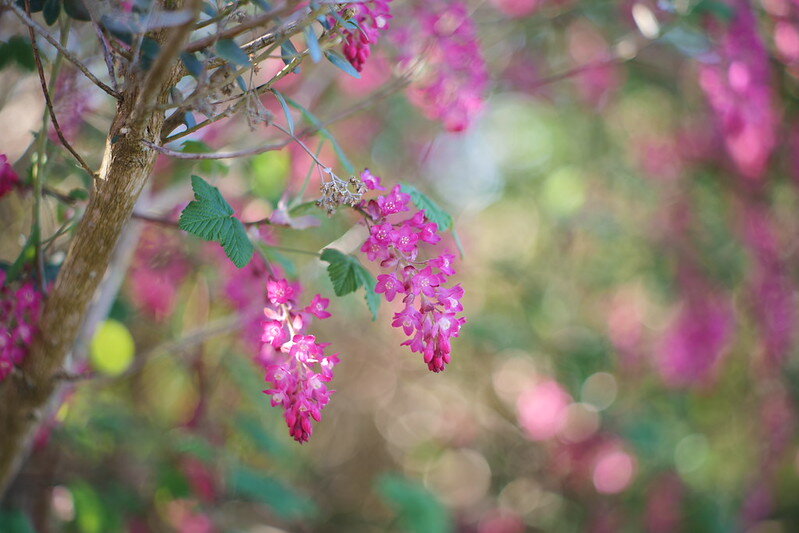 55174270150_47aa65b40c_c.jpg 55174270150_47aa65b40c_c.jpg