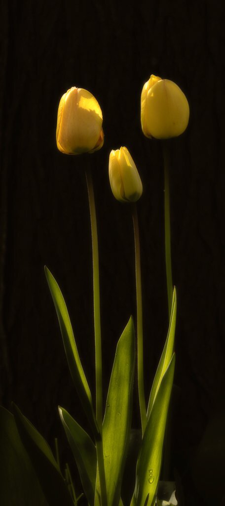 P1R22220-Edit_1024.jpg