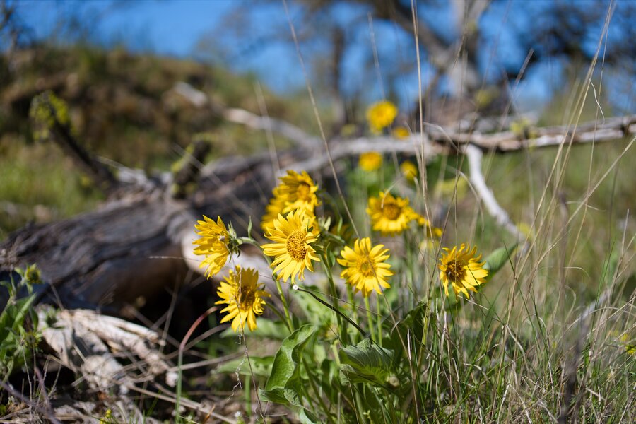 pjd_columbia-river-gorge-oregon-memaloose-hill-trail-flowers-260409-p1013057_h.jpg