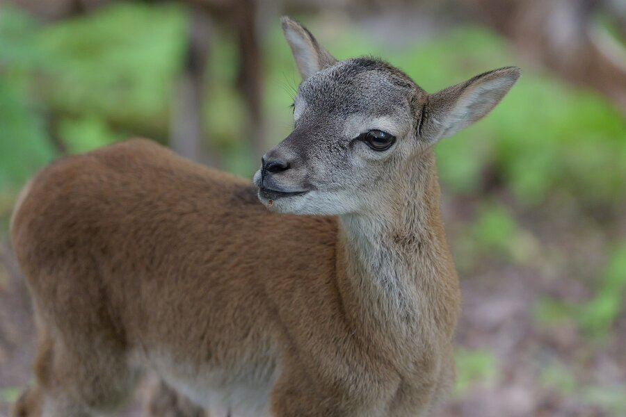 P5II1376.jpg P5II1376.jpg