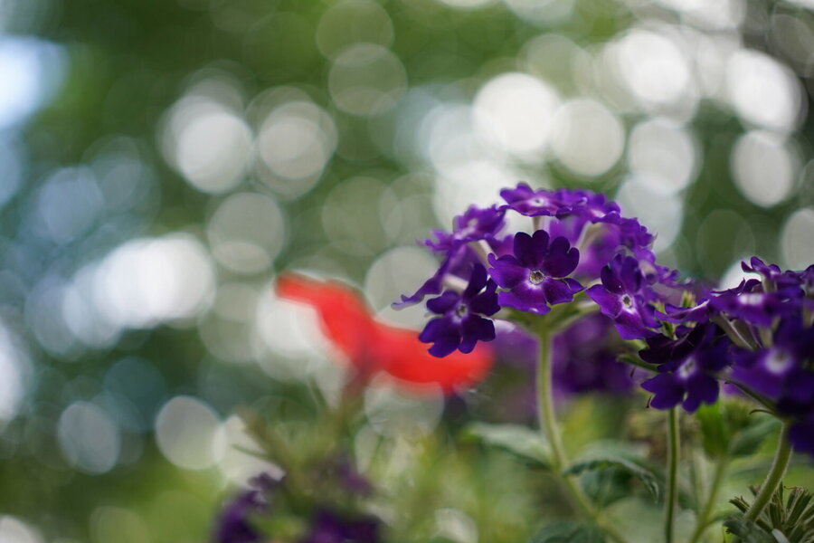 FE40-Bokeh-F25-1536x1024 (1).jpg