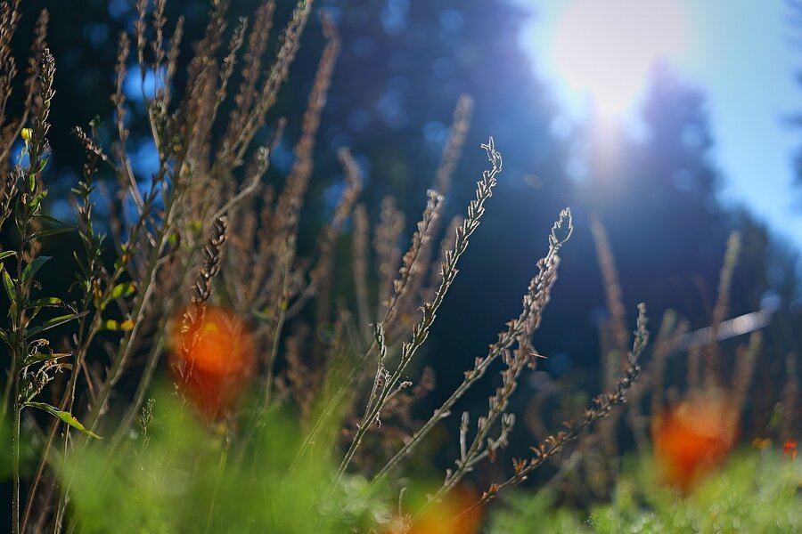 P1000424.jpg