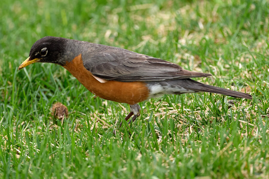 P1350131-X3.jpg