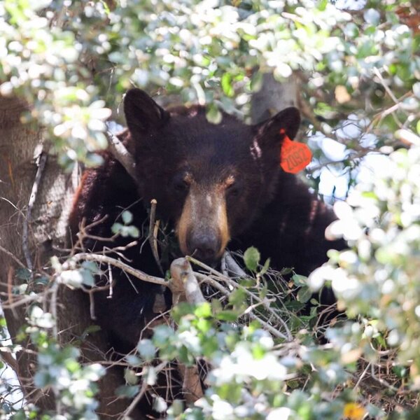051426_BEAR_HM_01-scaled.jpg 051426_BEAR_HM_01-scaled.jpg