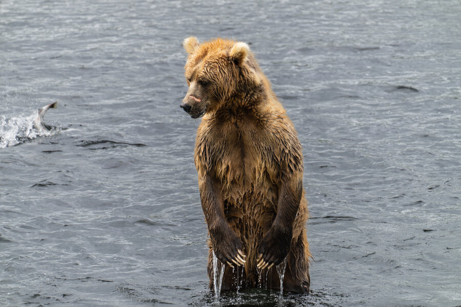 Kodiak-6.jpg Kodiak-6.jpg