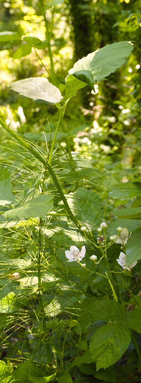 pjd_wild-berry-flower-tryon-creek-park-260531-p1013192_h.jpg