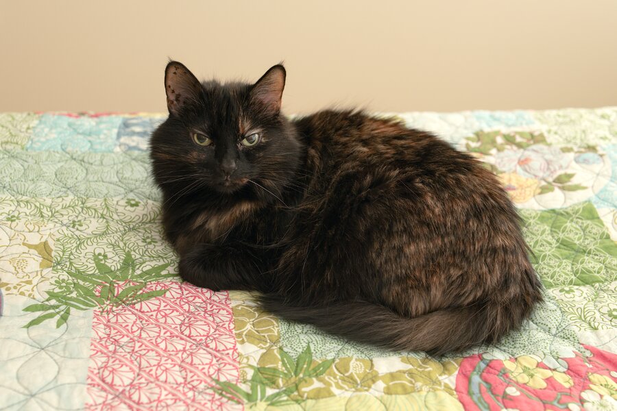 pjd_260616-p1013271-martha-cat-godox-it30pro-flash-bounced-to-right_h.jpg