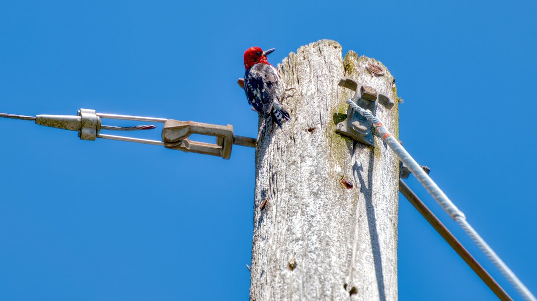 pjd_260618-p1013463-woodpecker-red-breasted-sapsucker-utility-pole-portland-or_h.jpg
