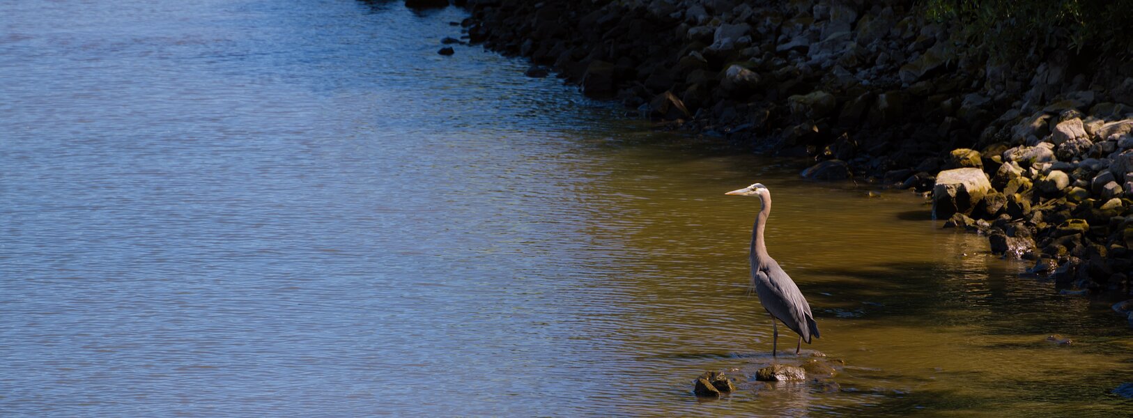 pjd_260621-p1013553-great-blue-heron-willamette-river-portland-or_h.jpg pjd_260621-p1013553-great-blue-heron-willamette-river-portland-or_h.jpg