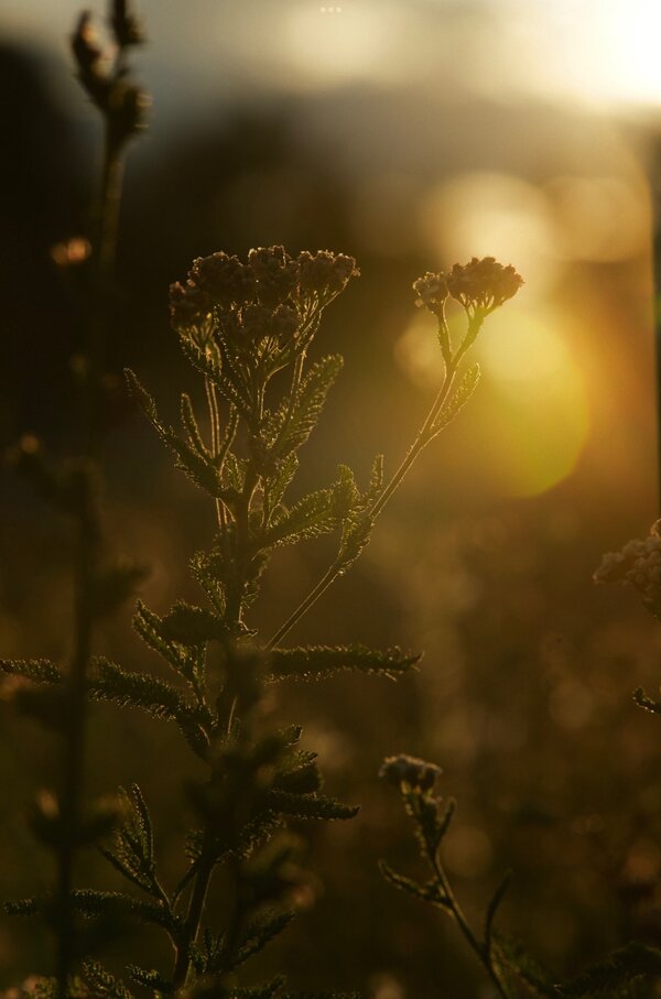 IMG_1802.jpeg