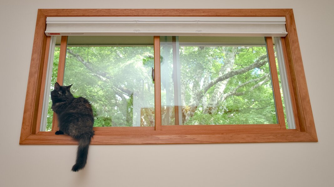 pjd_260708-p1003459-martha-cat-in-window_h.jpg