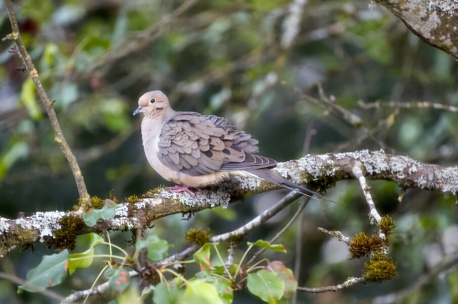 pjd_260710-p1003465-mourning-dove-portland-or_h.jpg