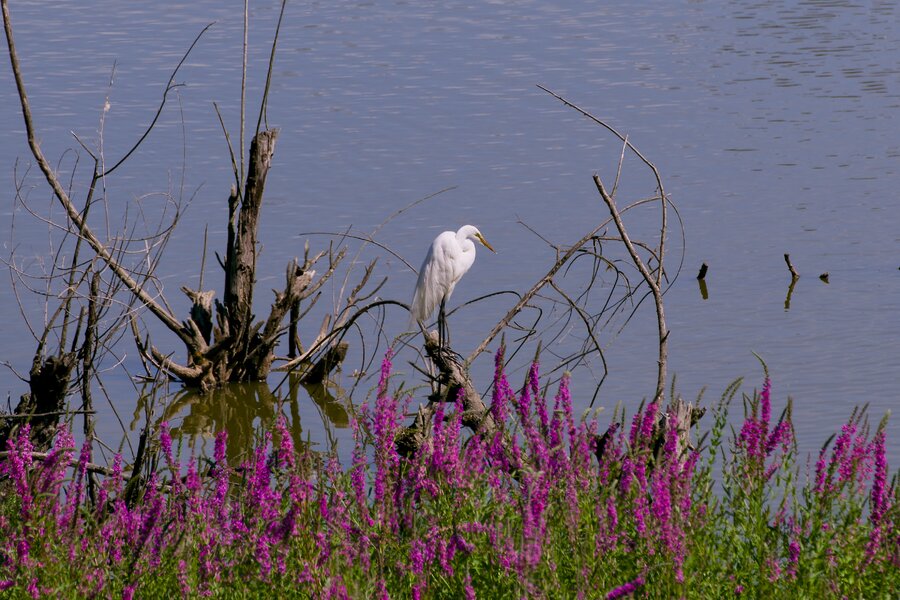 pjd_260719-p1003579-white-egret-pdx_h.jpg