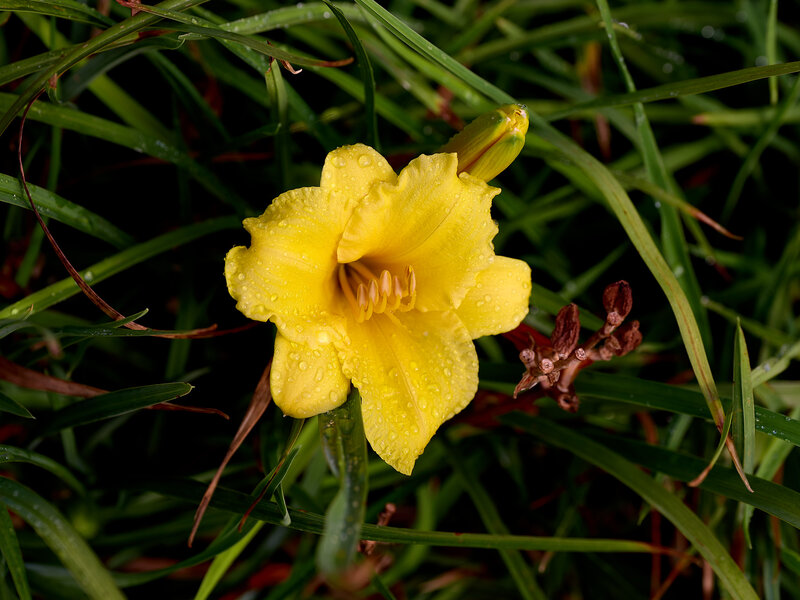 P1423255%203-X4.jpg