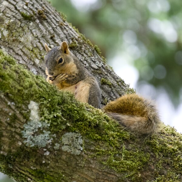 pjd_squirrel-glenhaven-park-portland-or-260823-p1013738_h.jpg