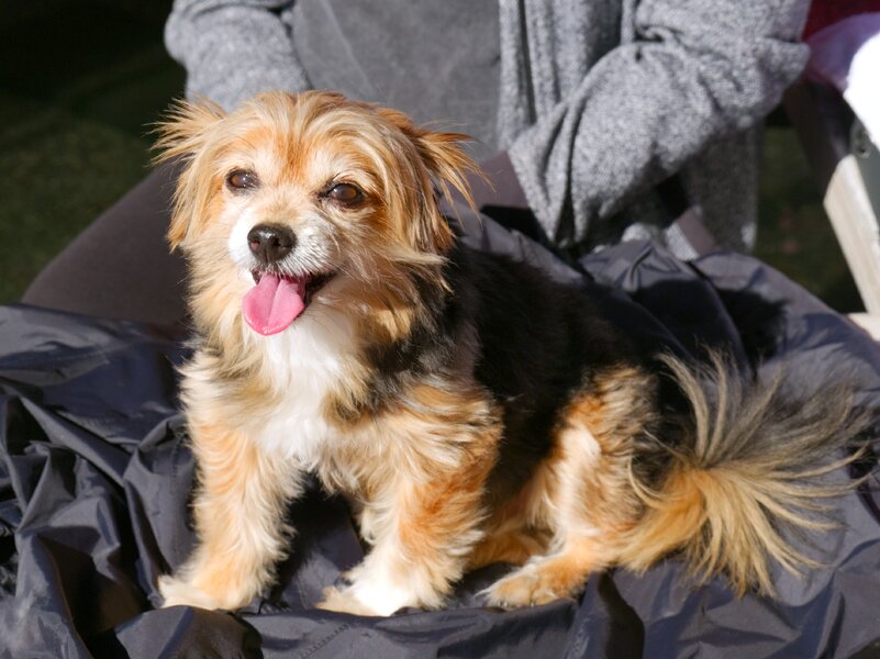 260927-p1015242-walter-dog-farmers-market-p1_l.jpg