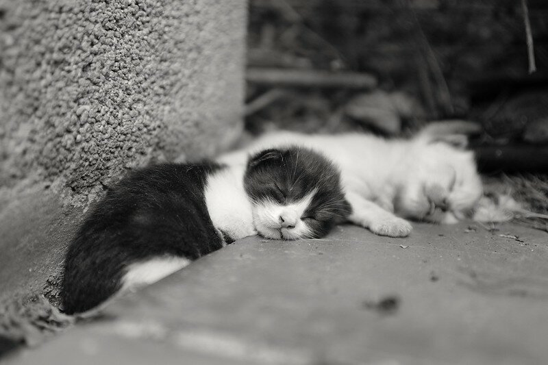 53144684416_d1abec4e2d_c.jpg 53144684416_d1abec4e2d_c.jpg