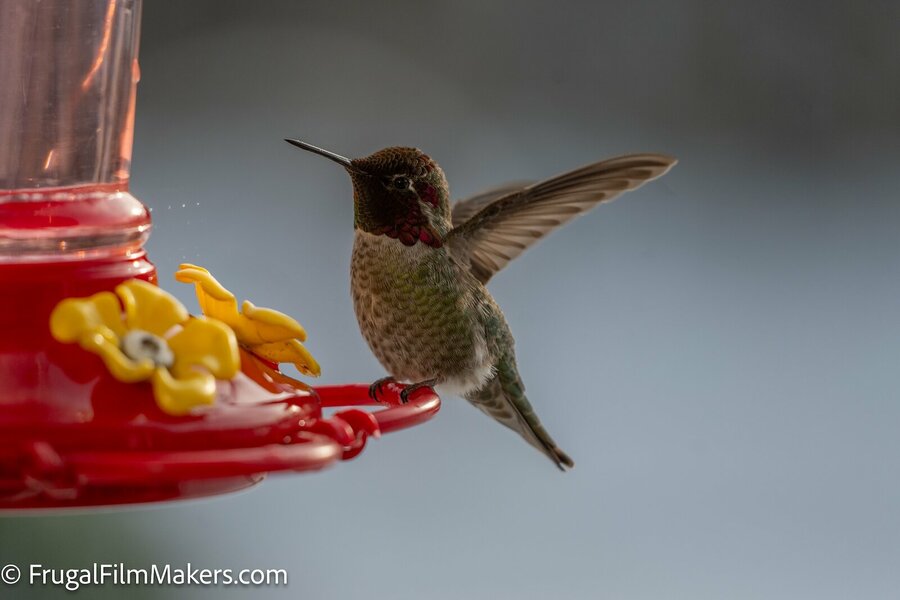 240113-110621-12034-Hummer.jpeg