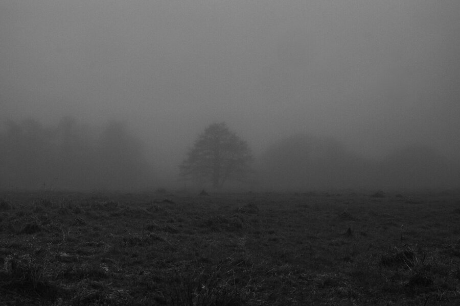 fog tree [P17482] (Large).jpg