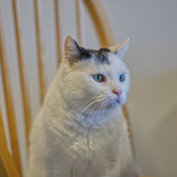 Schweppes [P17695] (Large).jpg